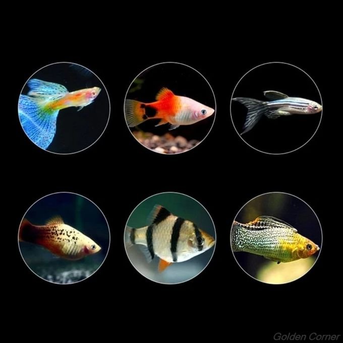 Aliment poisson đ â Image 3